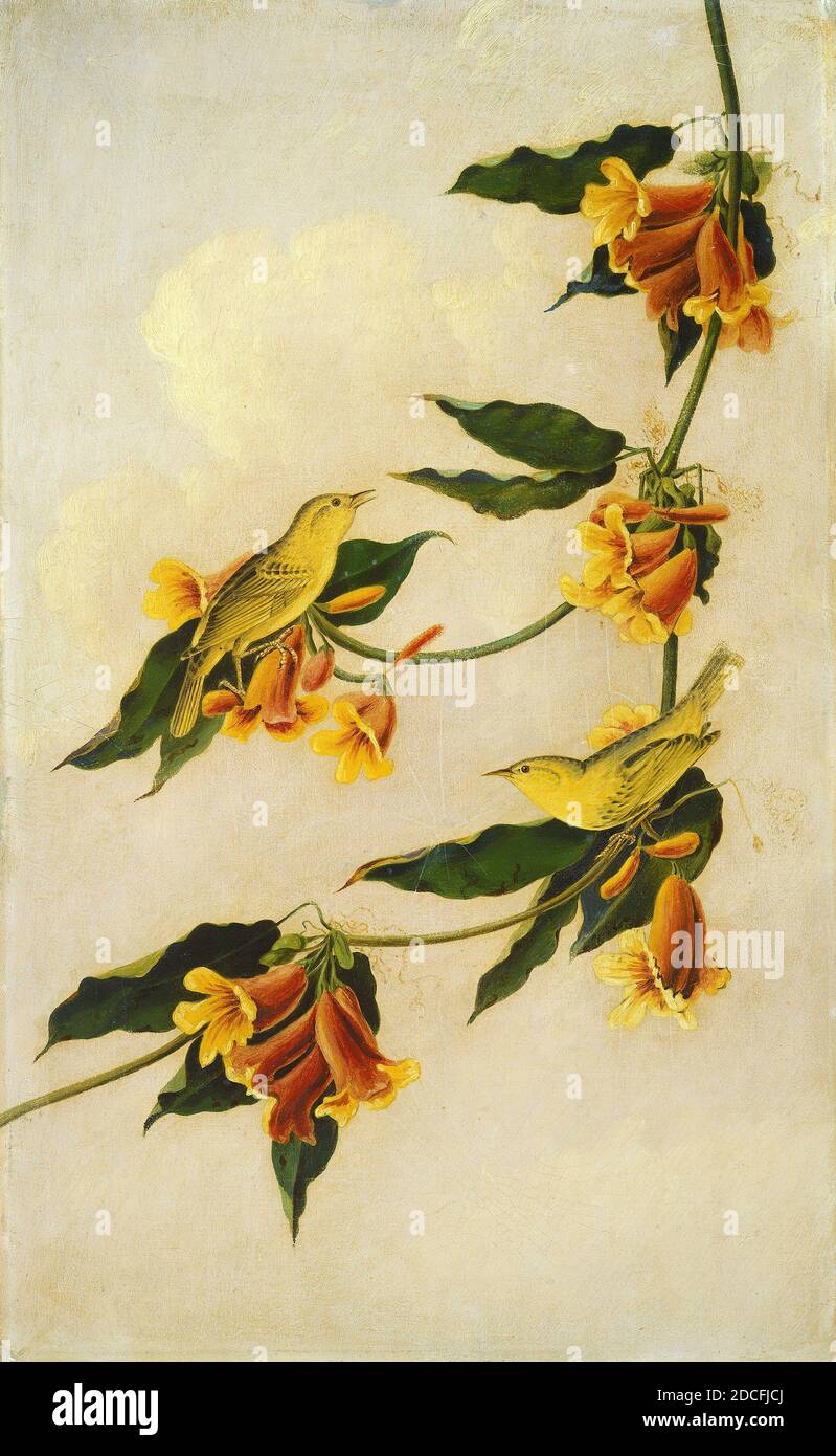 Joseph Bartholomew Kidd, (peintre), Scottish, 1808 - 1889, John James Audubon, (artiste d'après), American, 1785 - 1851, Paruline jaune, 1830-1833, crayon et huile sur millboard, total: 48.2 x 29.7 cm (19 x 11 11/16 po.), encadré: 58.3 x 39.7 x 1.9 cm (22 15/16 x 15 5/8 x 3/4 po Banque D'Images