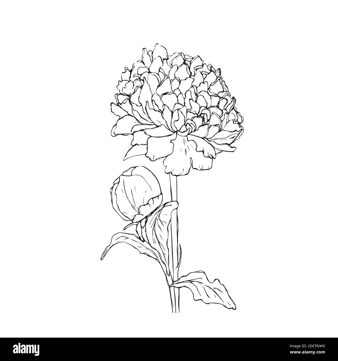 Dessin à la main et croquis de fleur de pivoine. Noir et blanc avec illustration de dessin au trait. Illustration de Vecteur