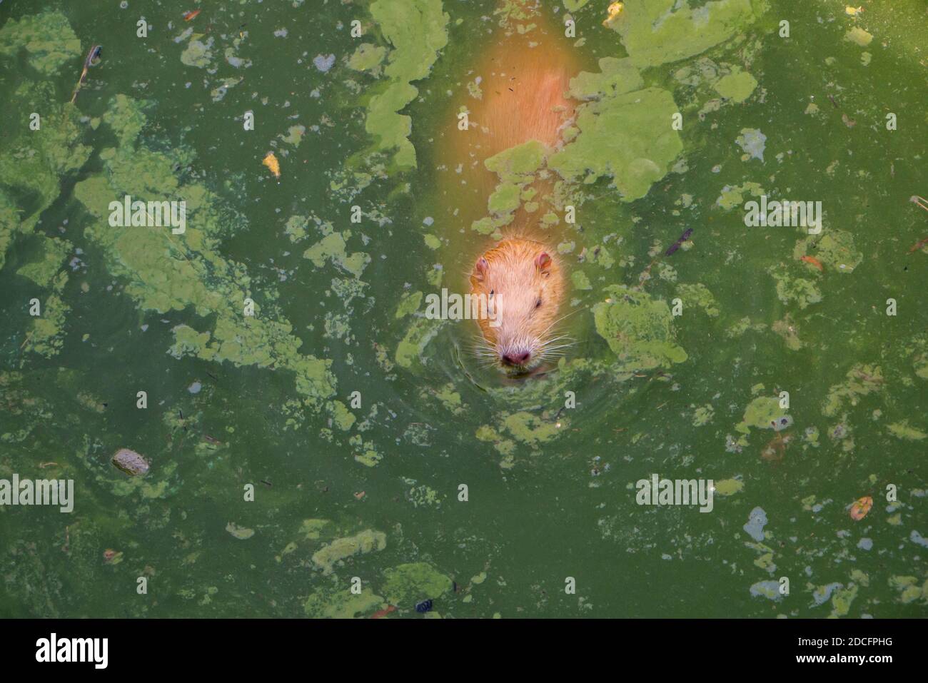 La tête de la nutria s'élève légèrement de l'eau verte sale. Faire des flotteurs en présence d'émissions Banque D'Images