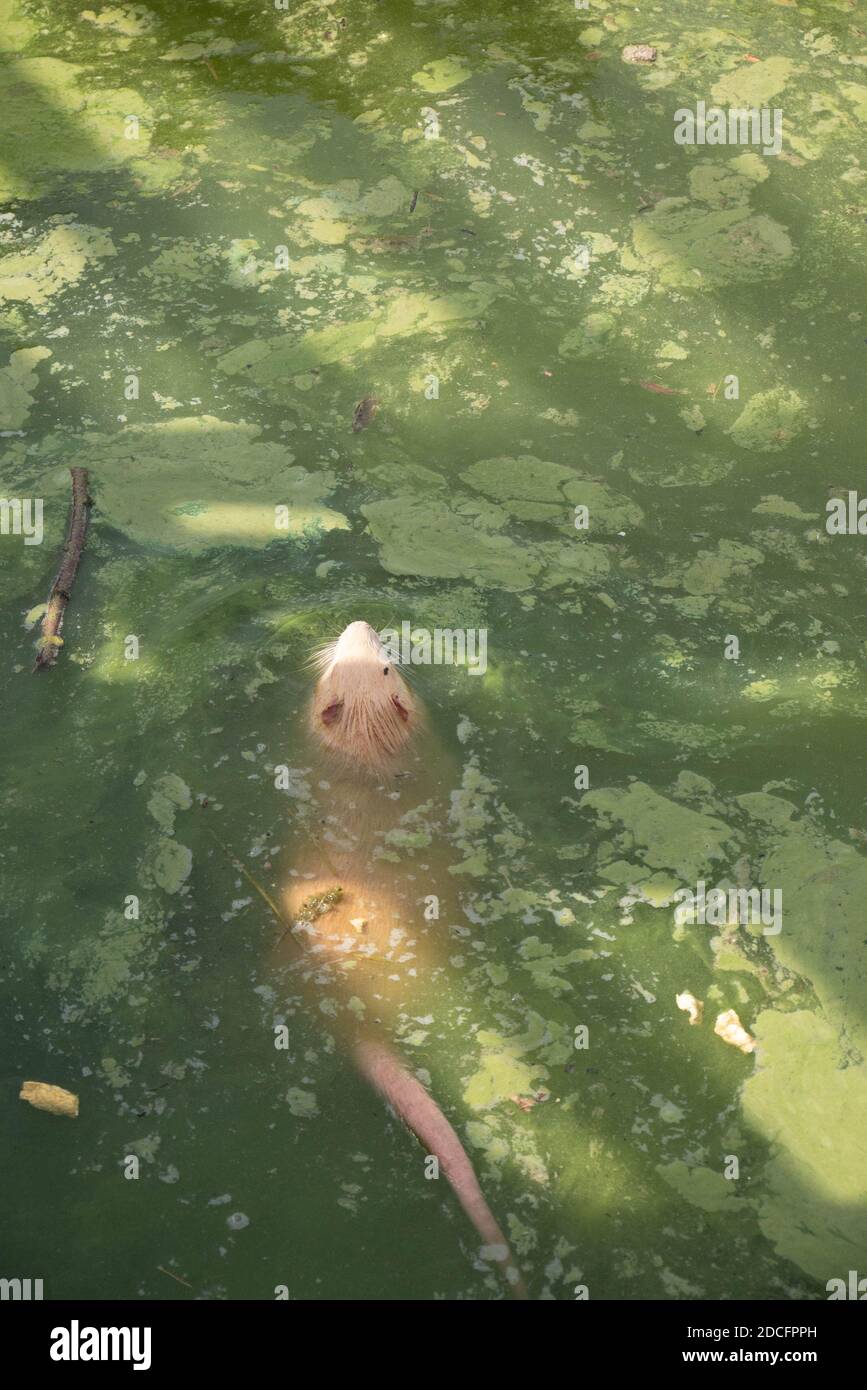 Un rat jaune nage dans l'eau qui fuit la boue. La queue chauve de nutria. Vue arrière Banque D'Images