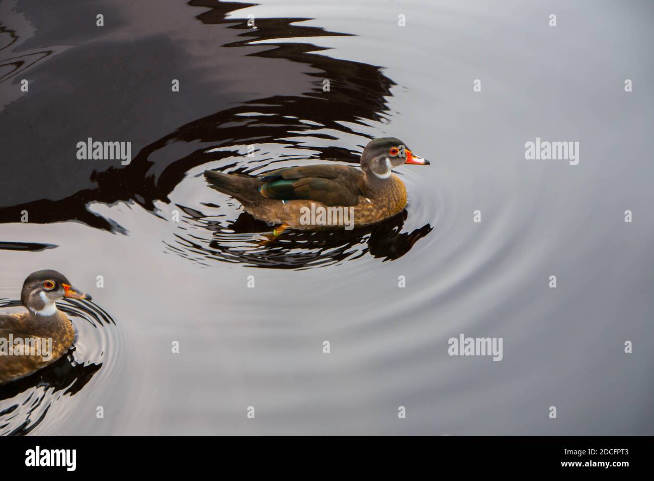 une paire de canards aux couleurs vives sur l'eau à proximité. famille d'oiseaux. eau argentée Banque D'Images