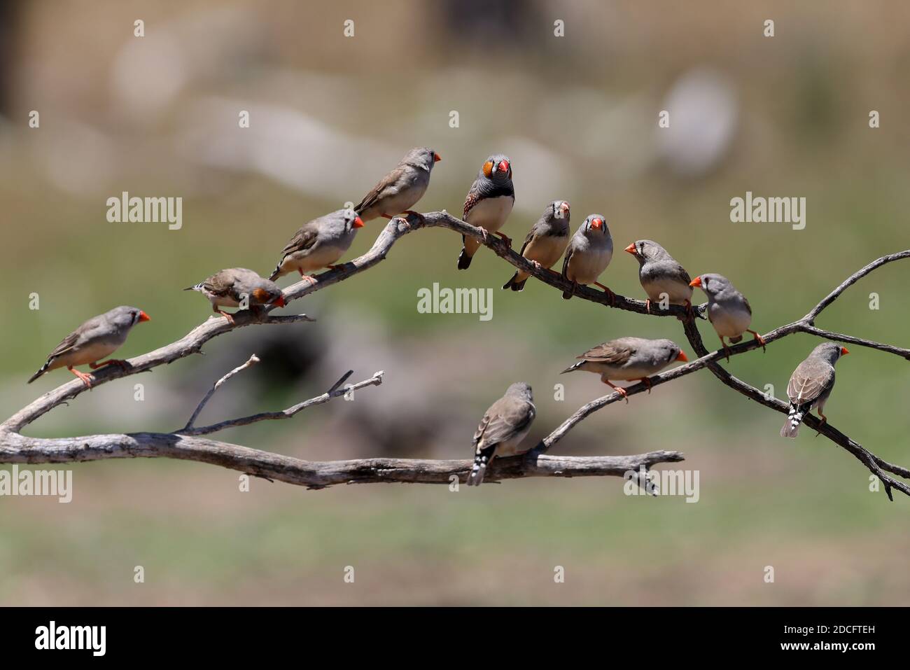 Troupeau de zébrures perchées sur branche d'arbre Banque D'Images