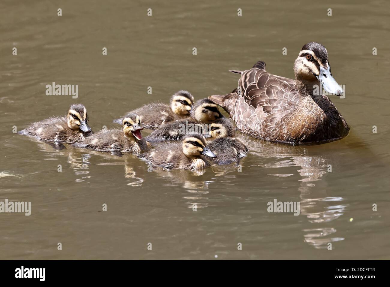Canard noir du Pacifique avec conduits Banque D'Images