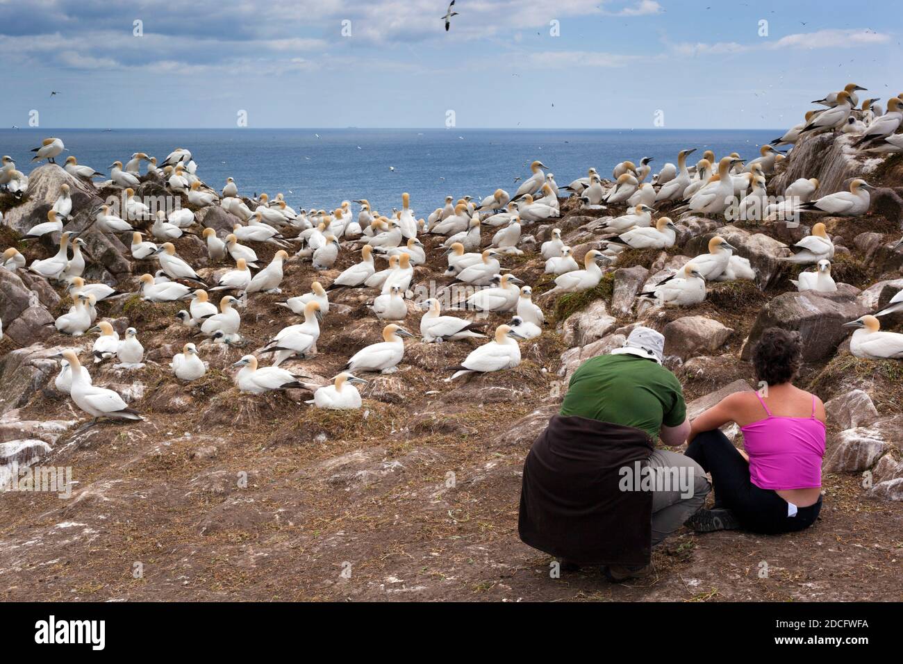 Great Saltee ; Photogrpaking Gannets ; Co. Wexford ; Eire Banque D'Images