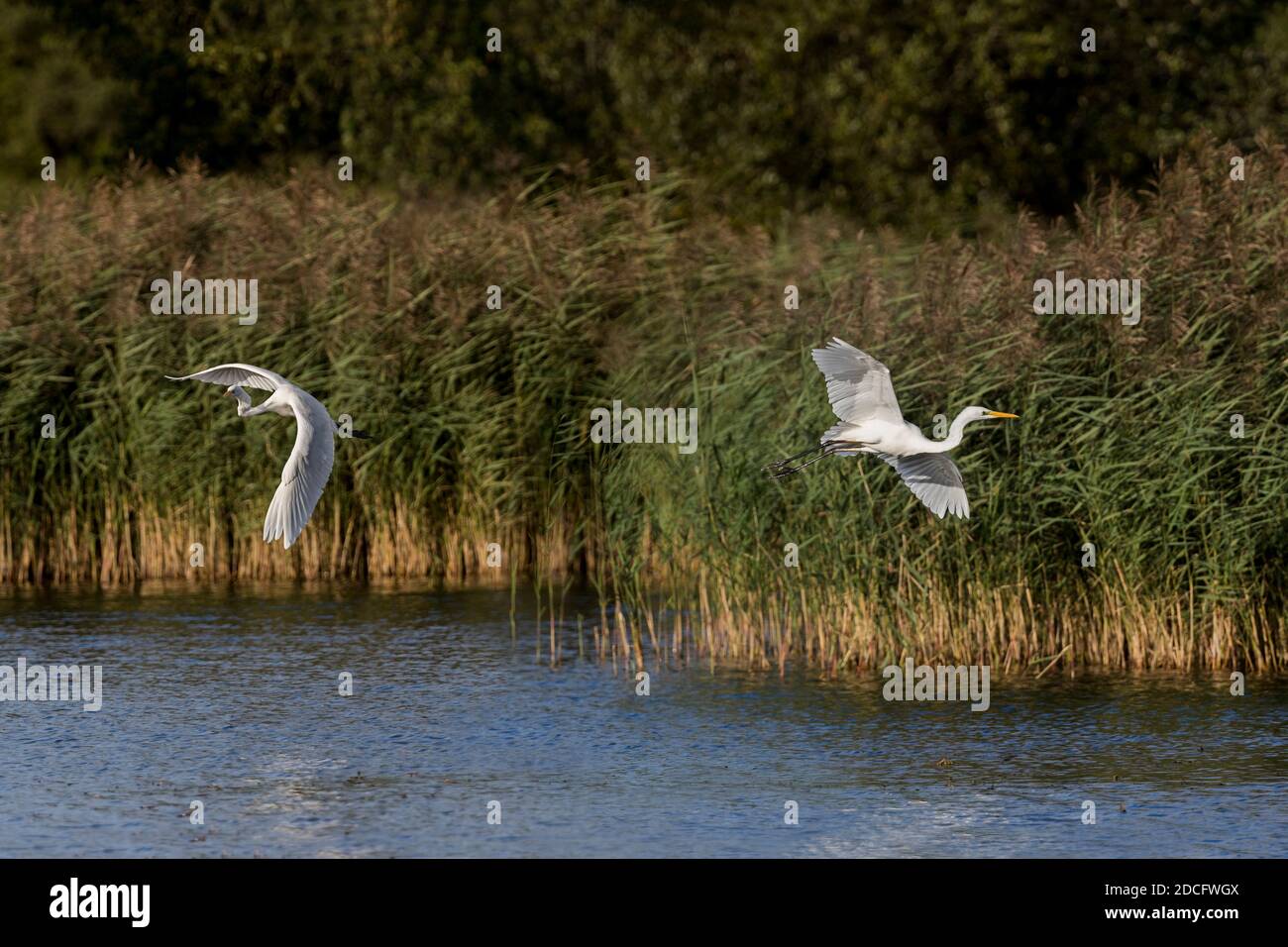 Great White Egret ; Ardea alba ; deux en vol ; Somerset ; Royaume-Uni Banque D'Images