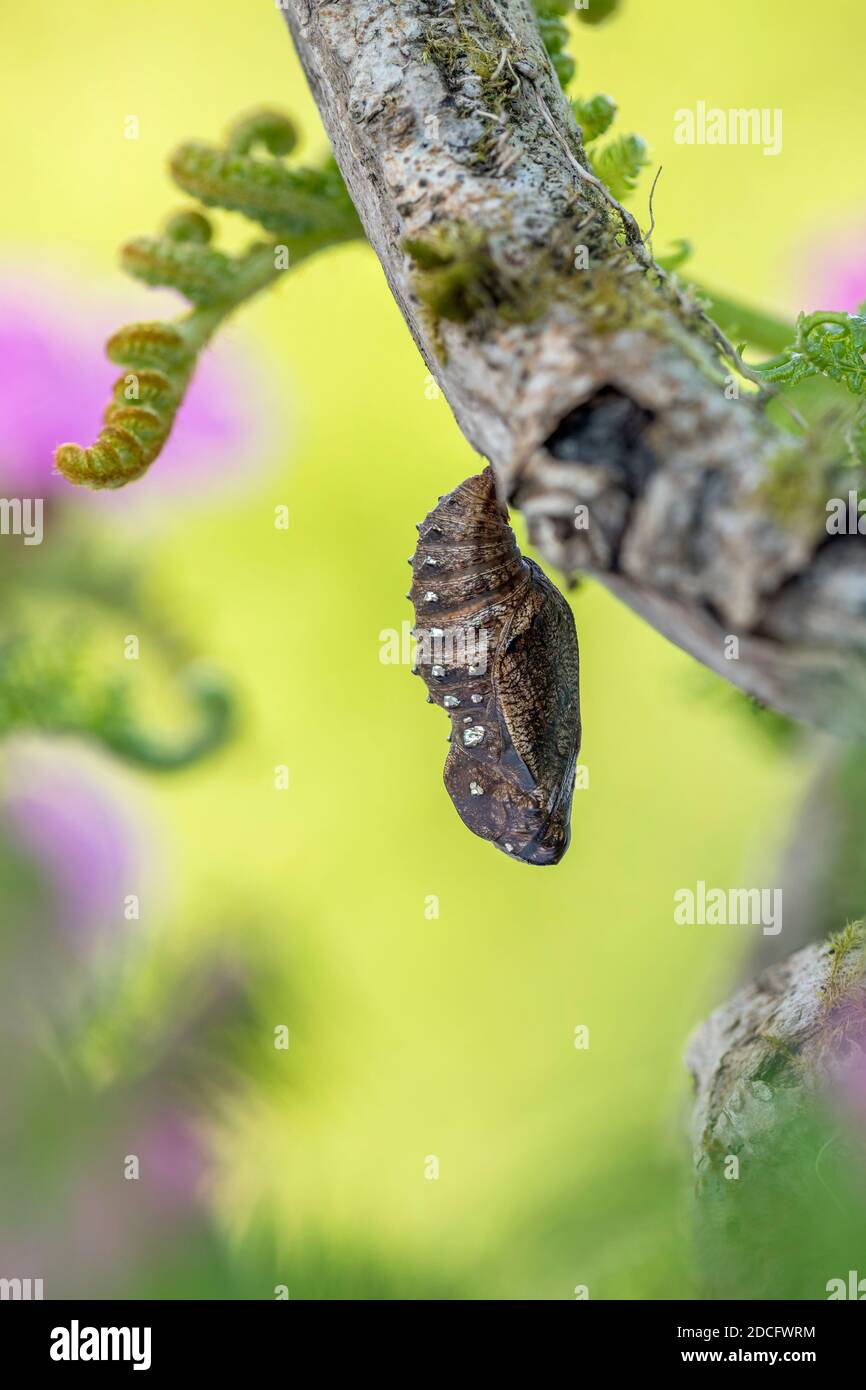 Fritillaire brun élevé ; Fabriciana adippe ; Chrysalis ; Royaume-Uni Banque D'Images