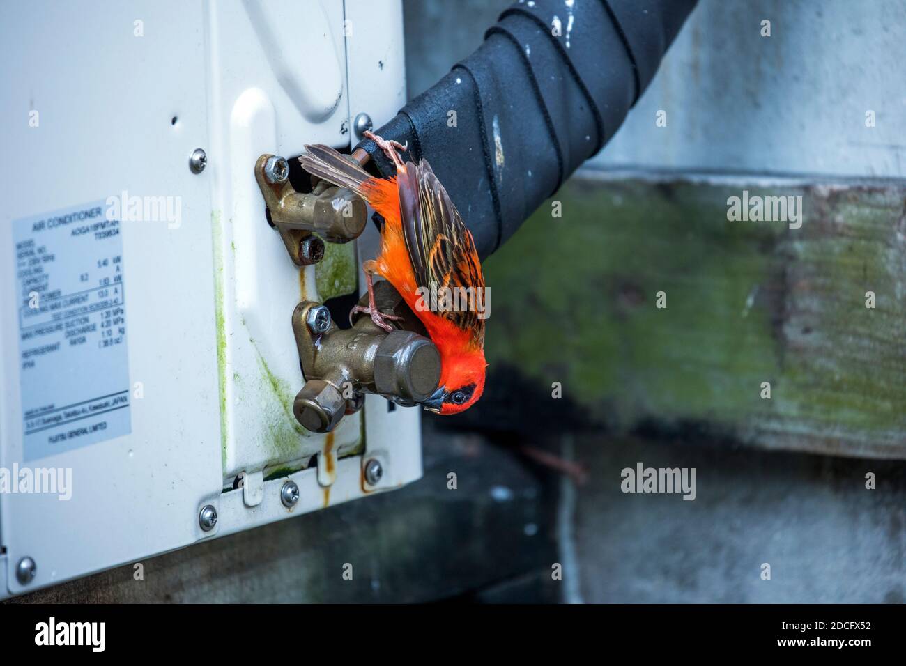Madagascar Fody; Foudia madagascariensis; Drinking from Air Conditioning Unit; Seychelles Banque D'Images