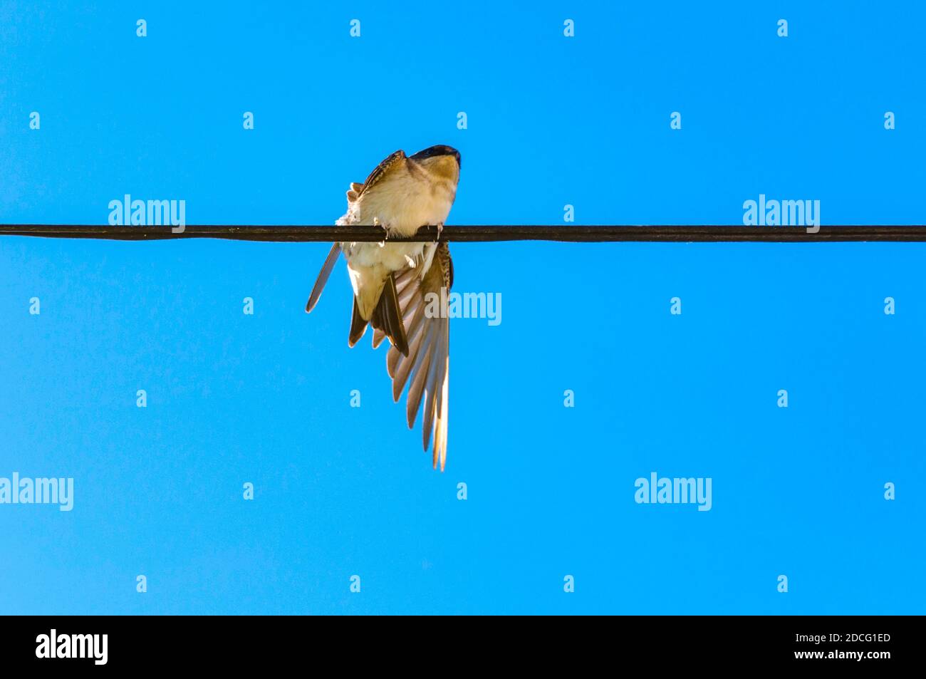 Grange hirondelle se préparant pour les leçons de vol, Hirundo rustica, avec le ciel bleu comme fond et le dos au spectateur. Banque D'Images
