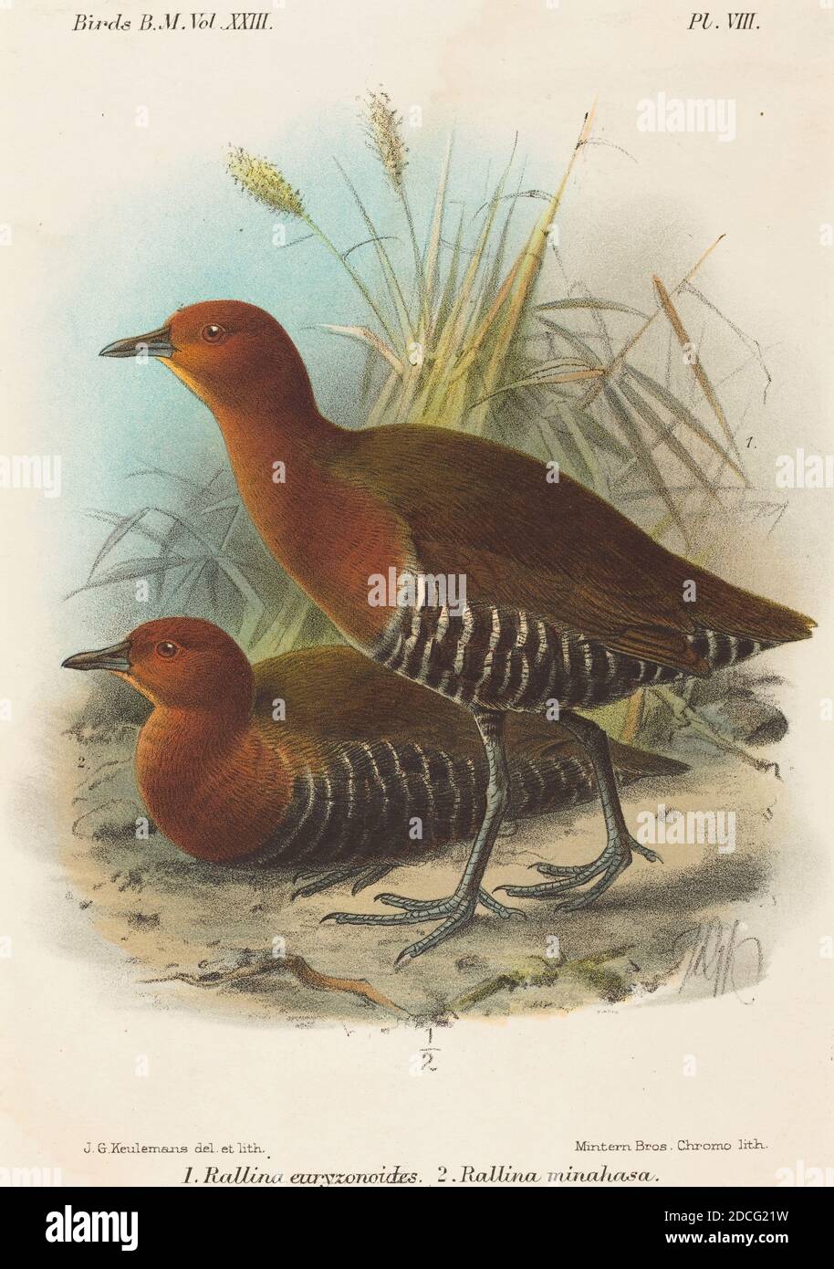 John Gerrard Keulemans, (artiste), britannique, actif du XIXe siècle, oiseaux des Philippines, lithographie couleur Banque D'Images