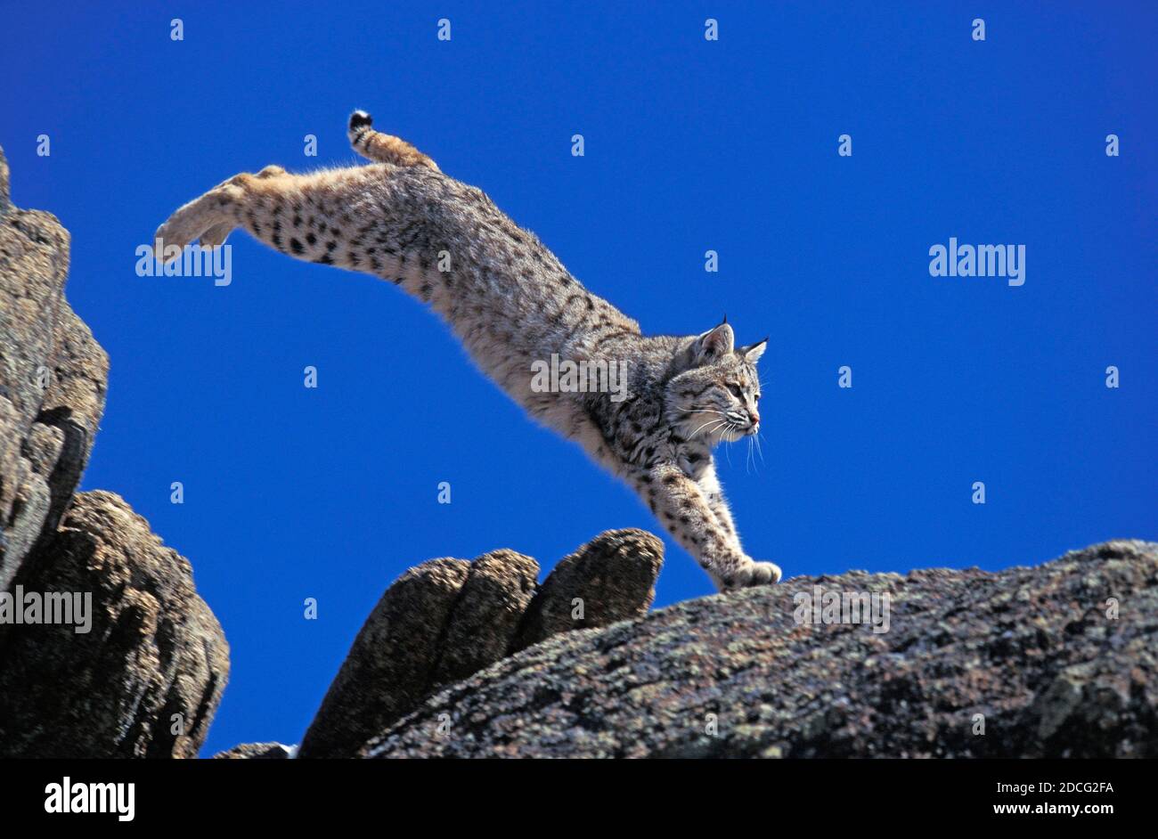 Bobcat Lynx Rufus Adulte Qui Bondit Sur Rock Canada Photo Stock Alamy Bobcat Lynx Rufus Adulte Qui Bondit Sur Rock Canada Photo Stock Alamy
