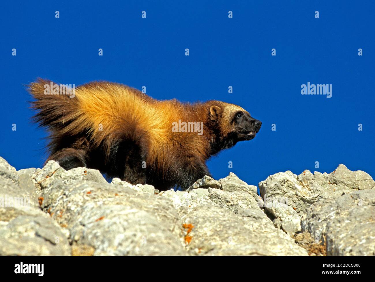 AMÉRIQUE DU NORD WOLVERINE gulo gulo luscus, ADULTE DEBOUT SUR ROCK, CANADA Banque D'Images