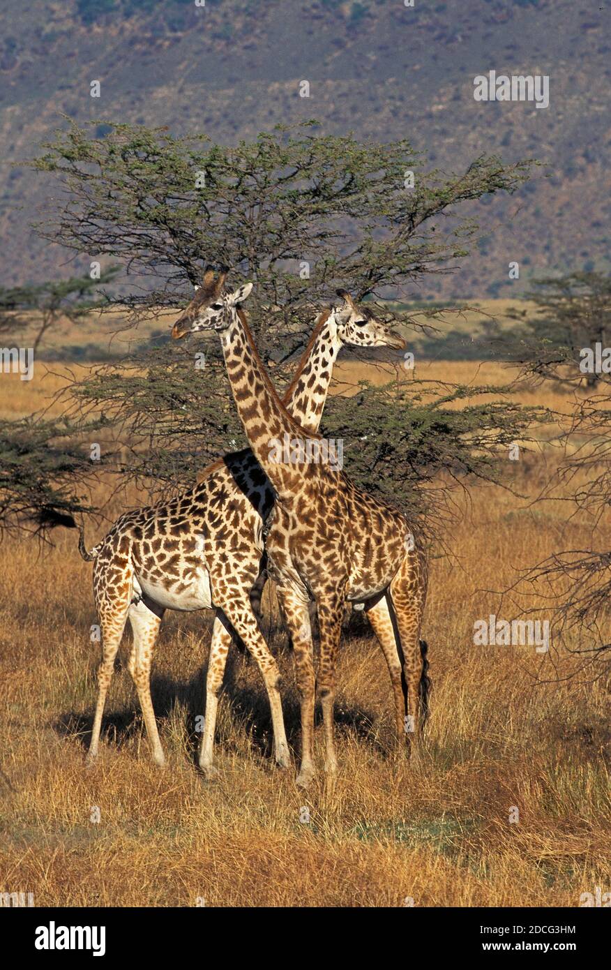 MASAI GIRAFE giraffa camelopardalis tippelskirchi, MÂLE ET FEMELLE À SAVANNAH, KENYA Banque D'Images