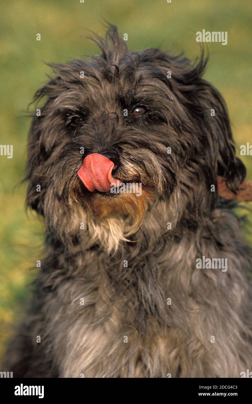 Chien de lécher ses CHOPS Banque D'Images