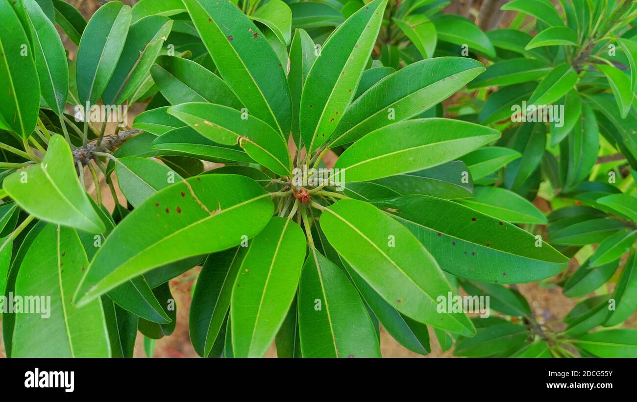Feuilles vertes attrayantes avec des feuilles de Manikara ou Chiku avec un pigment vert attrayant.nouvelles feuilles vertes bourgeonnantes. Banque D'Images