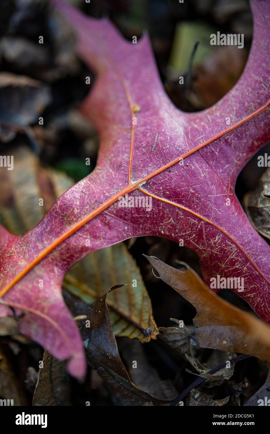 Détail d'une feuille d'automne rouge tombée sur le masse Banque D'Images