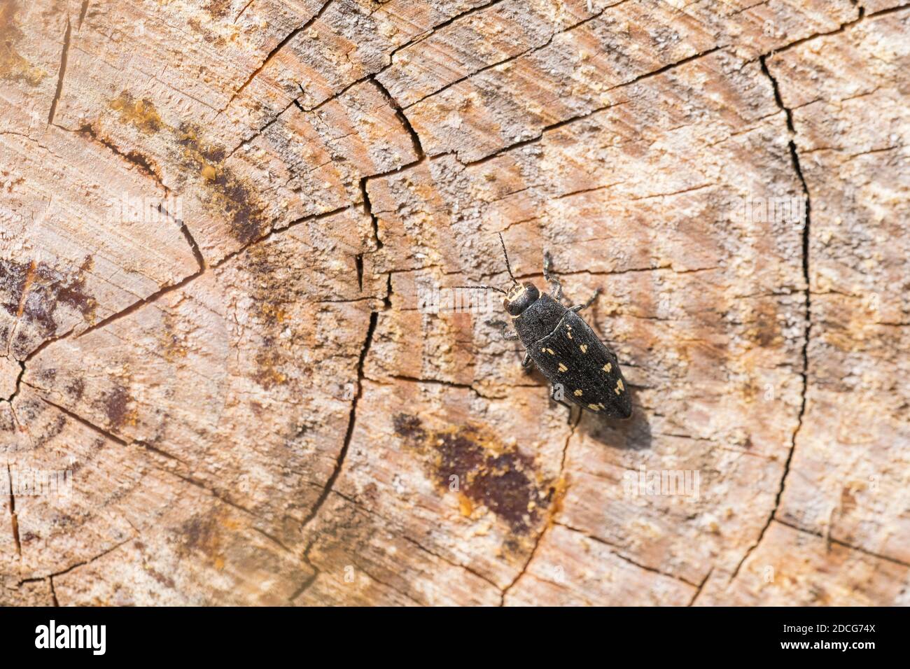 Buprestis à neuf points (Buprestis novemmaculata), coléoptère des joyaux, buprestidae, sur le tronc du pin, Pinus. Banque D'Images