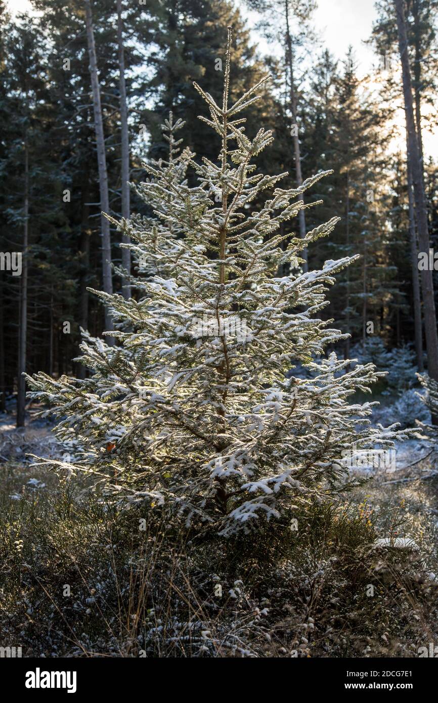 Waldviertel, Autriche - arbre à feuilles persistantes et première neige (hiver 2020/ 2021) Banque D'Images