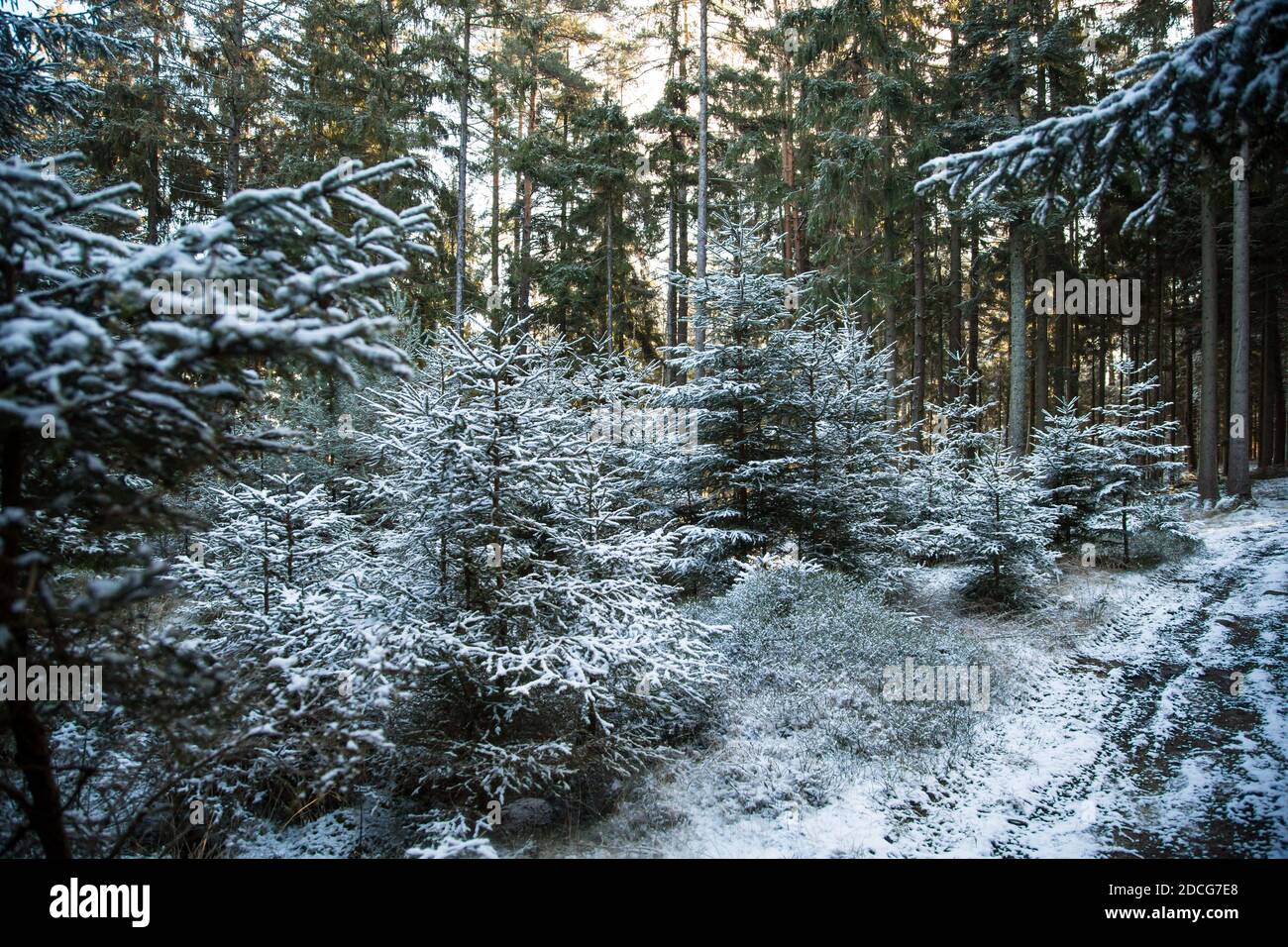 Waldviertel, Autriche - arbres à feuilles persistantes et première neige (hiver 2020/ 2021) Banque D'Images