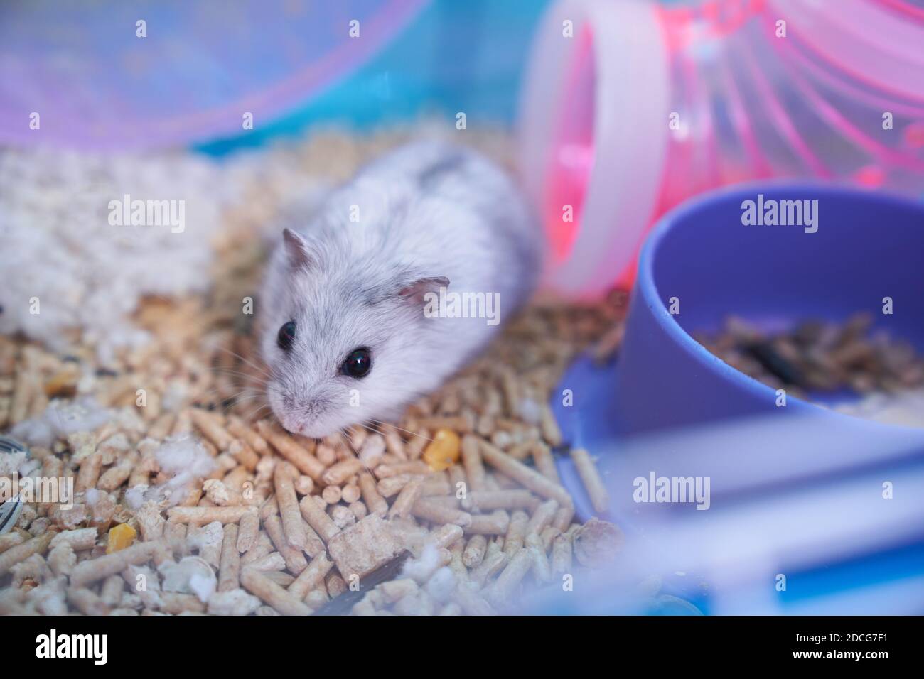 Un hamster Dzungarien blanc dans une cage multicolore avec des tuyaux, une roue, un bol de nourriture, de remplissage, et de coton est assis dans le tuyau et regarde curieusement Banque D'Images