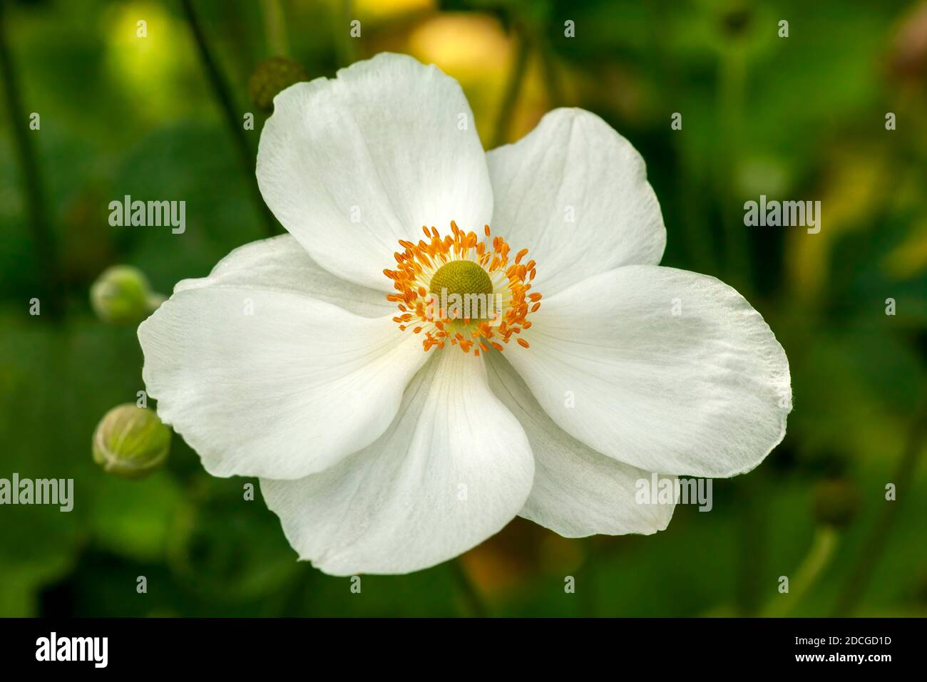 Anemone x hybrida 'Honorine Jobert' plante herbacée blanche vivace été automne fleur d'automne communément connue sous le nom d'anémone japonaise, image de stock photo Banque D'Images