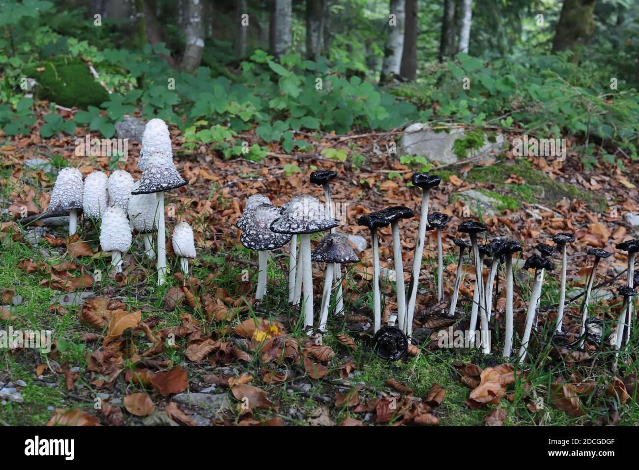 Des champignons plus jeunes (à gauche) et plus anciens (à droite) de la calotte de l'encre de la calotte (Coprinus comatus) dans une forêt européenne. Banque D'Images