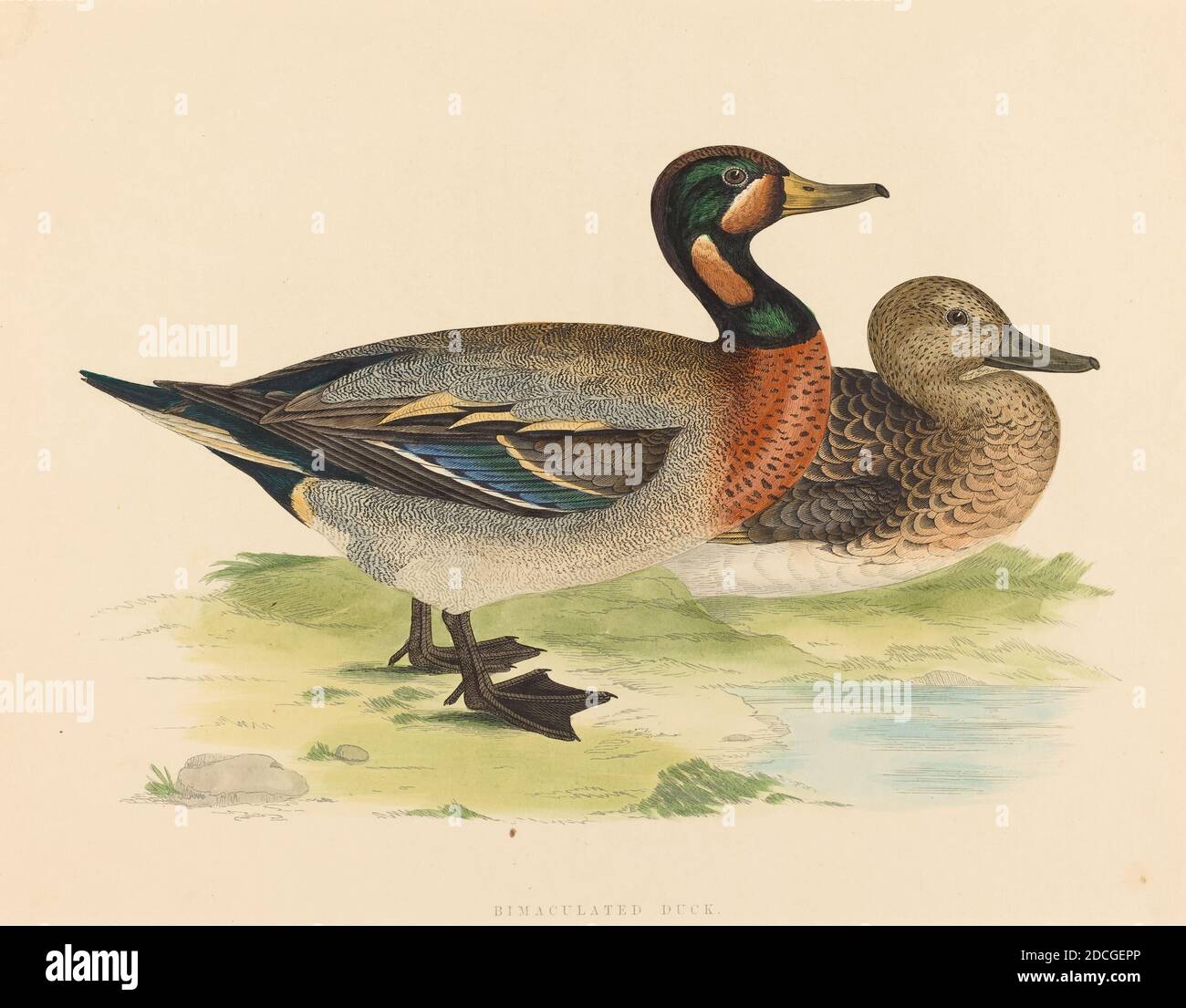 British 19e Century, (artiste), Bimaculée Duck, 1855, lithographie couleur Banque D'Images