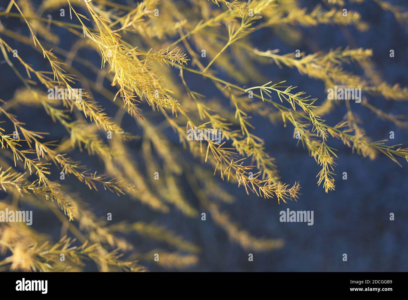 Magnifiques frondes de fougères d'asperges dorées au soleil en automne, sur un fond gris bleu foncé doux. Mise au point sélective nature arrière-plan. Banque D'Images