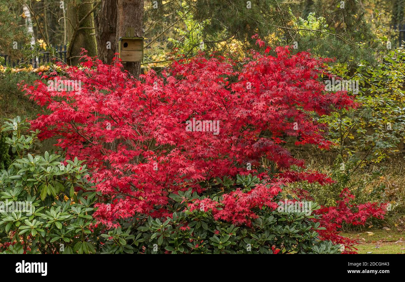 Arbre Acer palmatum 'Osakazuki' Banque D'Images