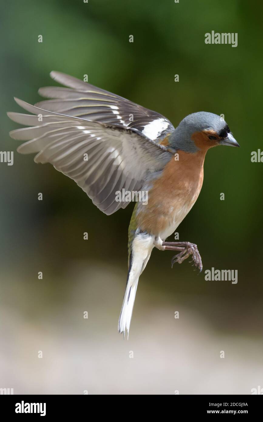 Chaffinch mâle planant dans Mid Air Banque D'Images