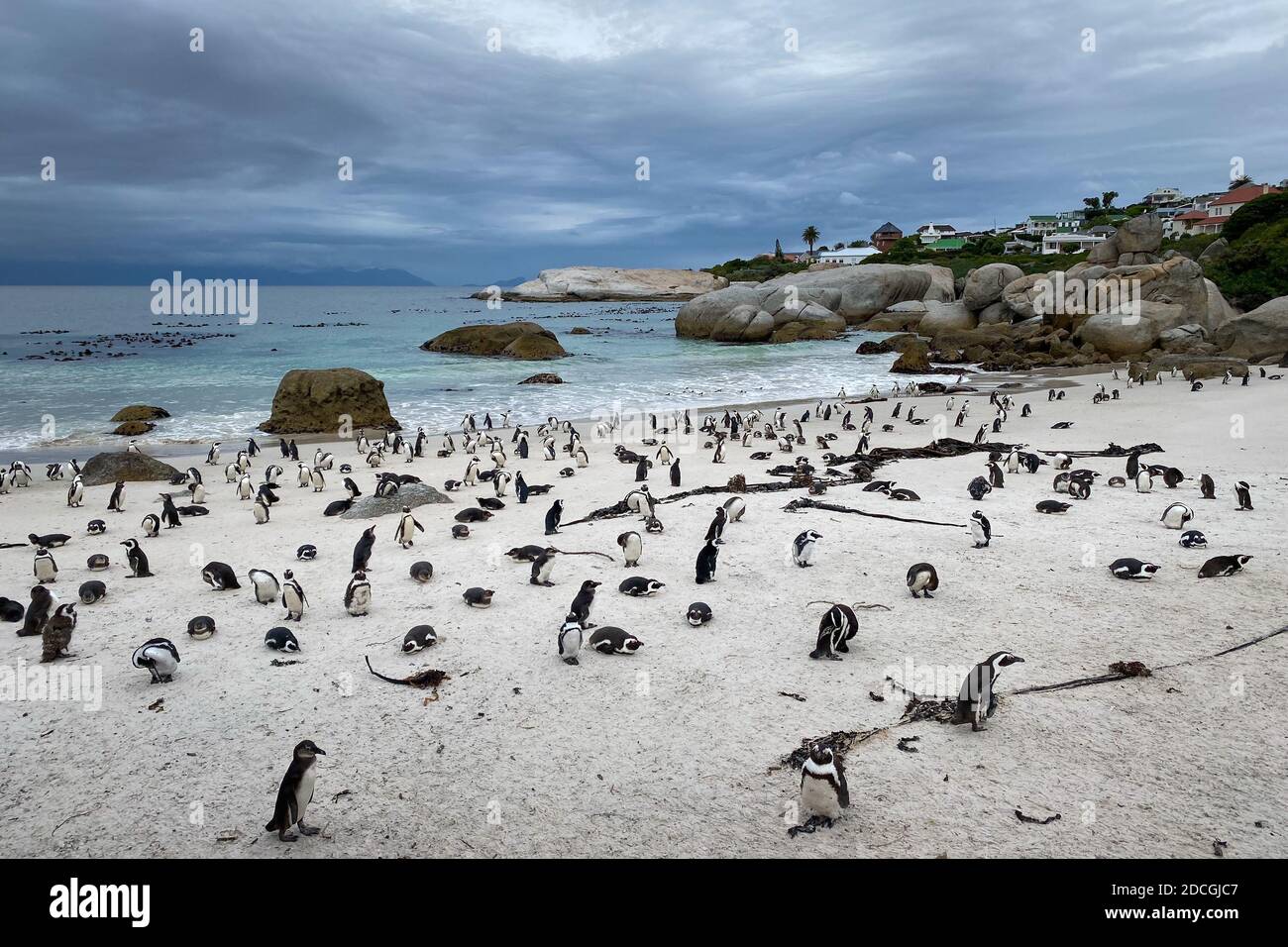 Pingouins africains sur une plage de sable. Pingouins africains (spheniscus demersus), également connu sous le nom de pingouin de jackass et pingouin à pieds noirs à la plage de Boulders Banque D'Images