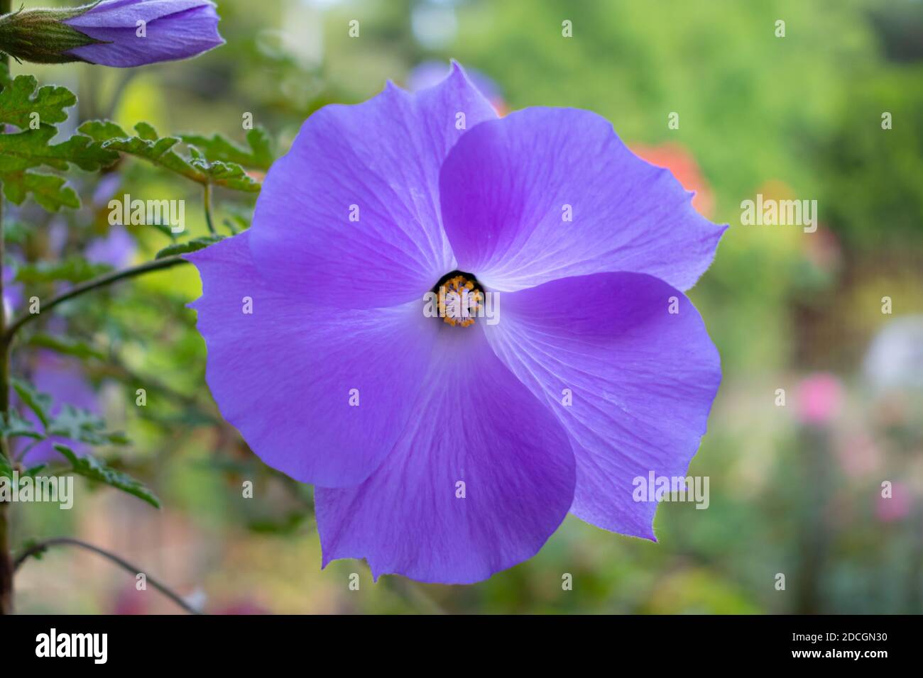 Lilac Hibiscus Alyogyne Huegelii Banque D Image Et Photos Alamy Lilac Hibiscus Alyogyne Huegelii Banque D Image Et Photos Alamy