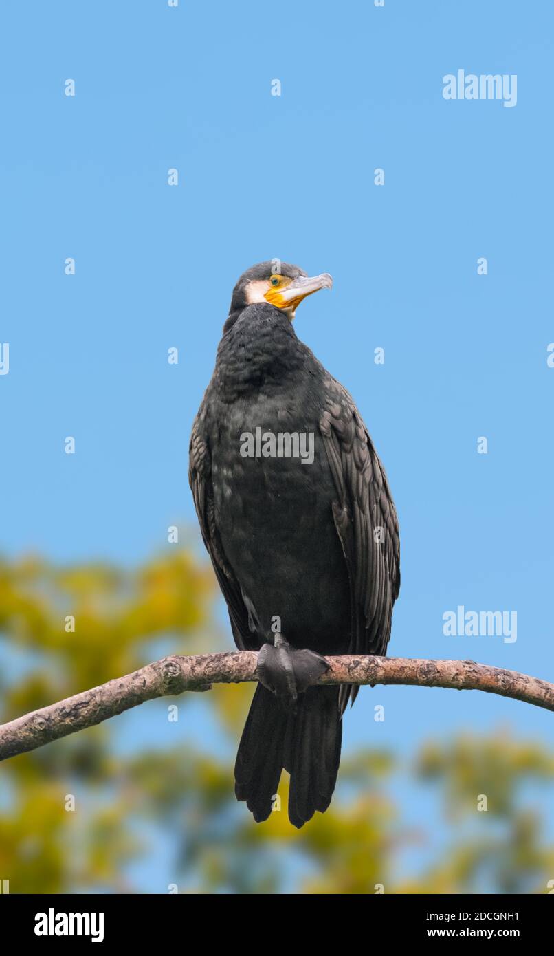 Oiseau Cormorant (Phalacrocorax carbo) perché sur une branche en automne à West Sussex, Angleterre, Royaume-Uni. Portrait vertical avec espace de copie. Banque D'Images