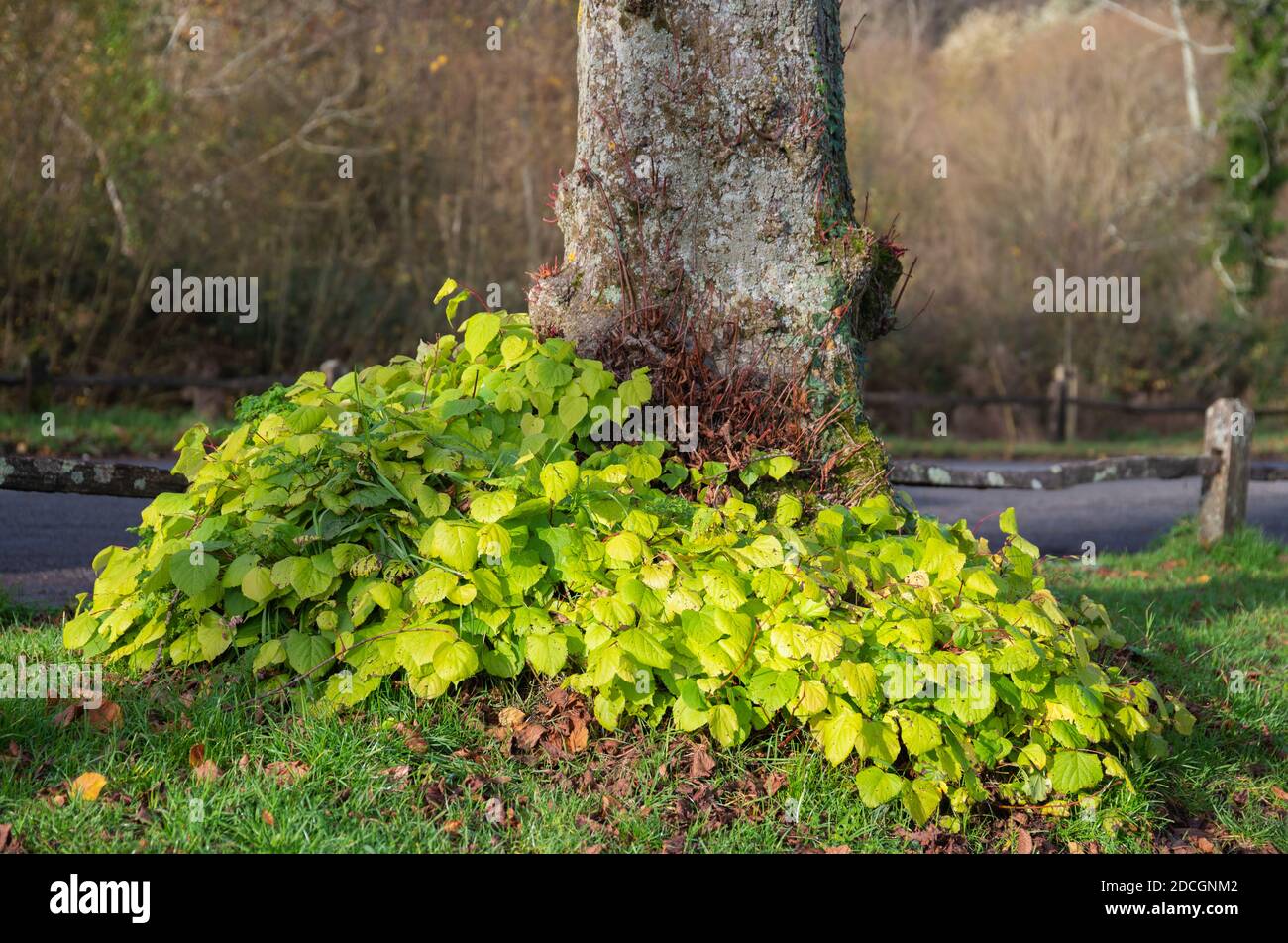 Base d'un arbre de chaux avec des feuilles qui poussent à la base du tronc d'arbre en automne à West Sussex, Angleterre, Royaume-Uni. Banque D'Images