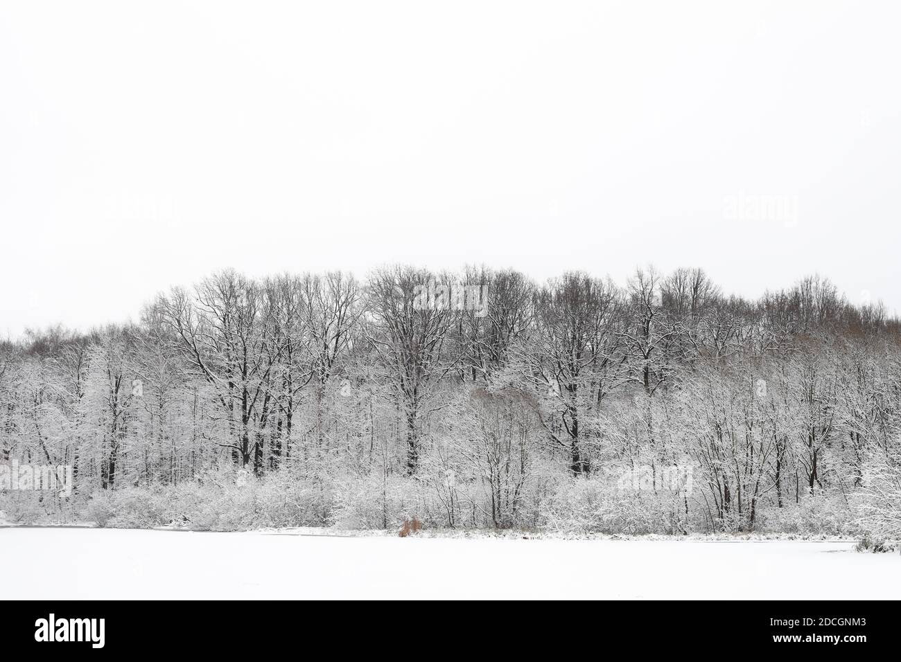 Une forêt gelée après une chute de neige en hiver sur un étang glacé. Banque D'Images