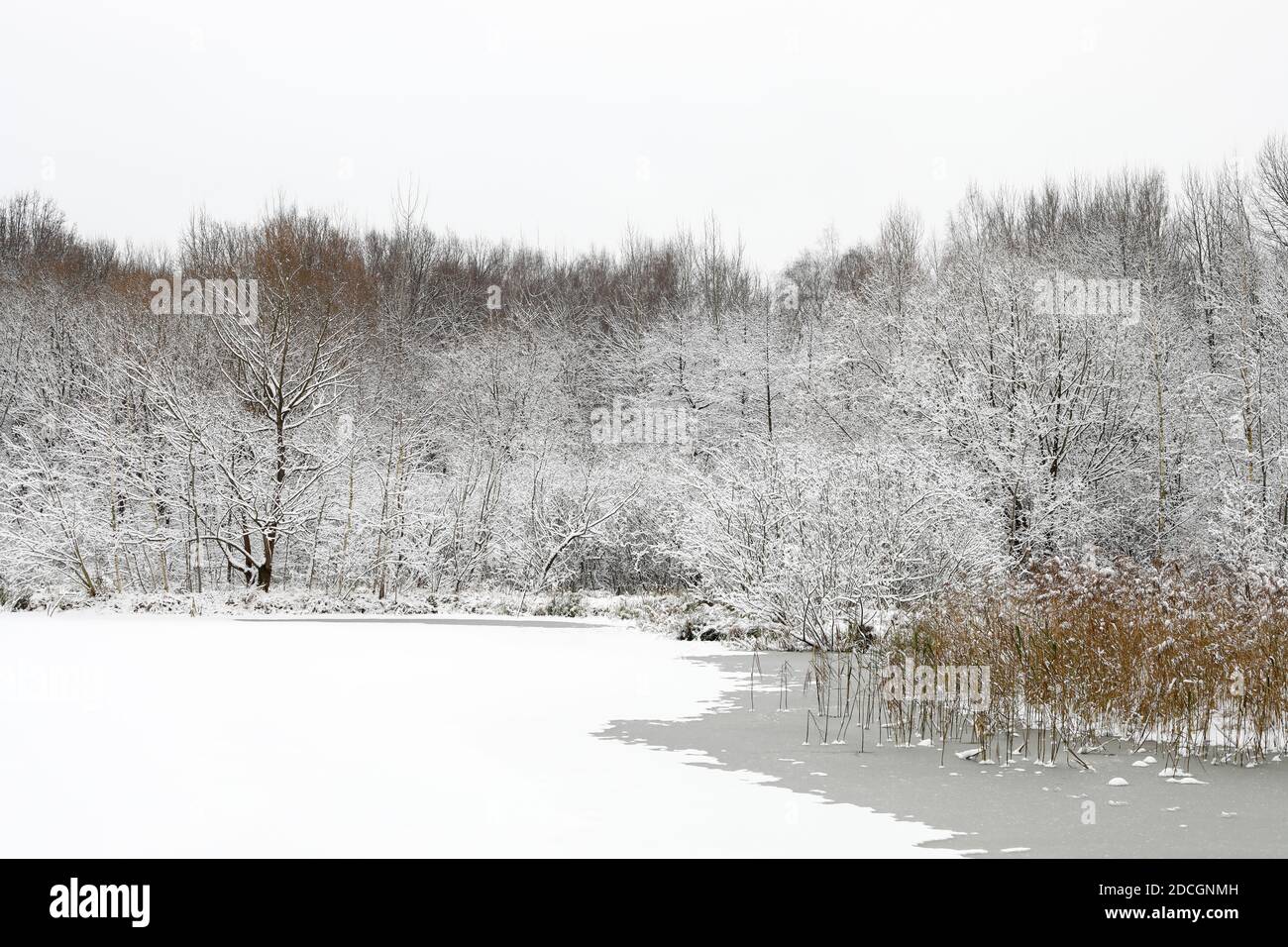 Une forêt gelée après une chute de neige en hiver sur un étang glacé. Banque D'Images