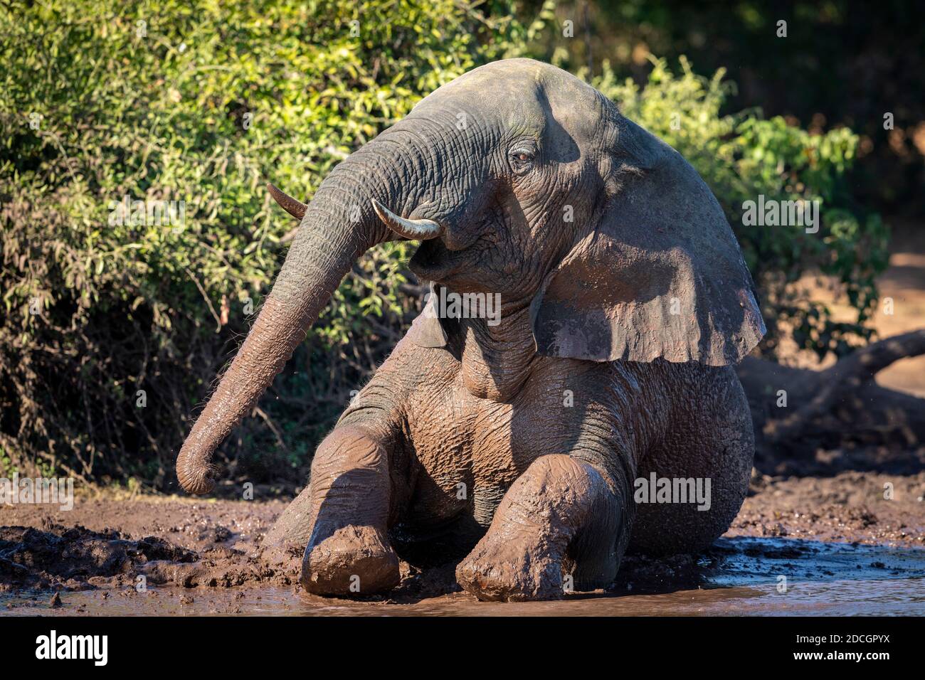 Éléphant adulte couvert de boue assis au bord de Eau dans la rivière Chobe au Botswana Banque D'Images