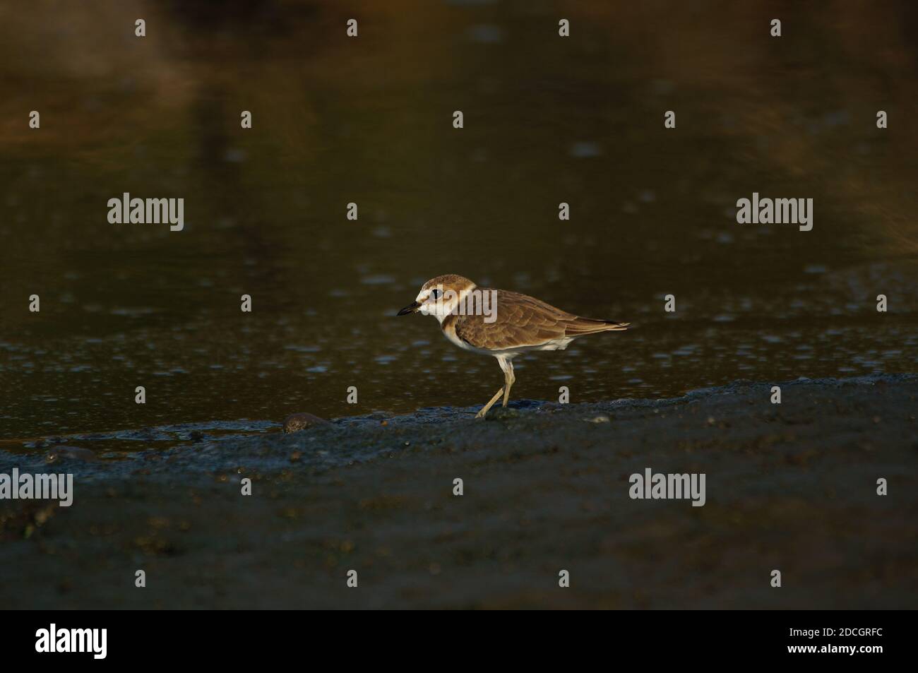 Le pluvier Javan est à la recherche de nourriture sur la rive de la rivière. Le pluvier Javan (Charadrius javanicus) est une espèce d'oiseau de la famille des Charadriidae. Banque D'Images