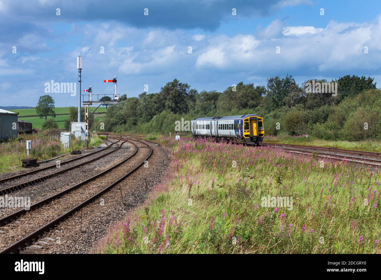 Northern Rail classe 158 sprinter train 158909 arrivant à Hellifield, Yorkshire avec rosebay willowherb et un grand signal de sémaphore Banque D'Images