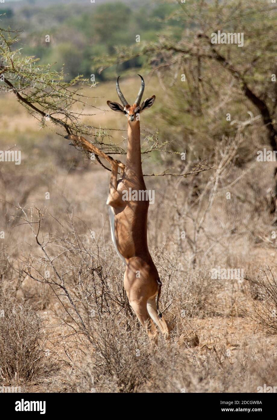 Gerenuk (Litocranius walleri) debout sur les pattes arrière se nourrissant de l'acacia, province de la vallée du Rift, Maasai Mara, Kenya Banque D'Images