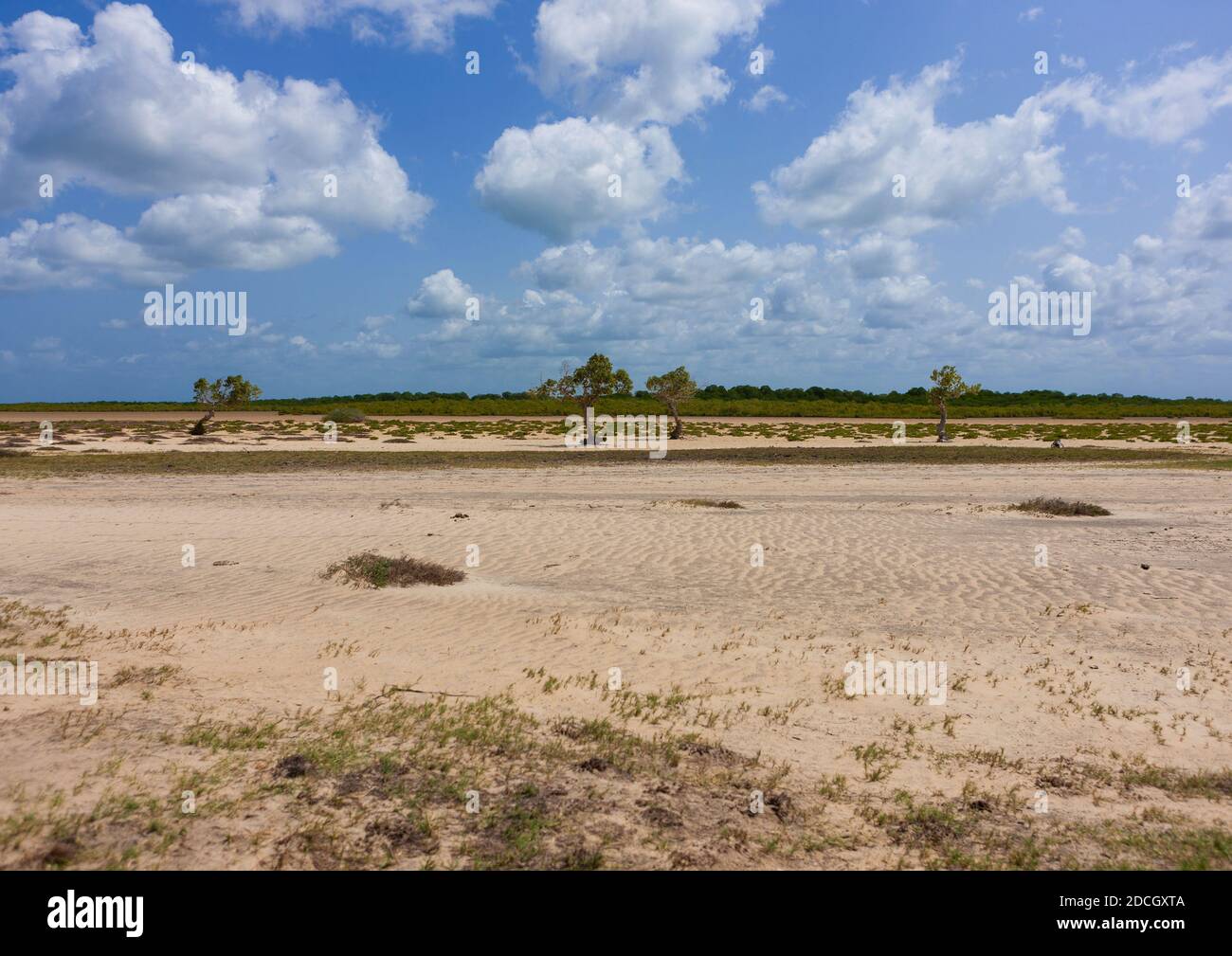 Paysage avec sable et arbres, comté de Lamu, Siyu, Kenya Banque D'Images