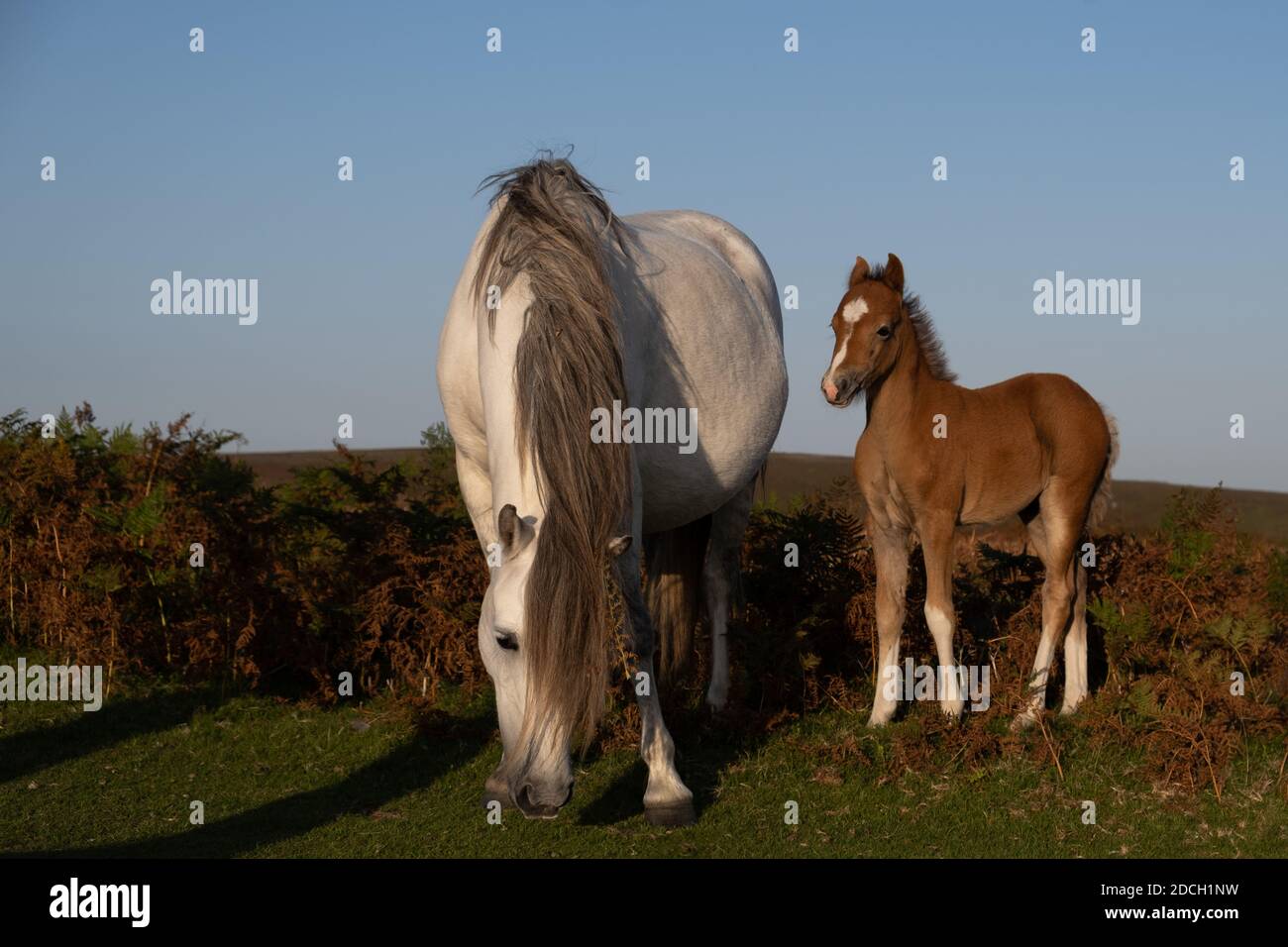 Ponies sauvages du Shropshire avec nouveau pâturage de la mousse sur un pâturage vert Banque D'Images
