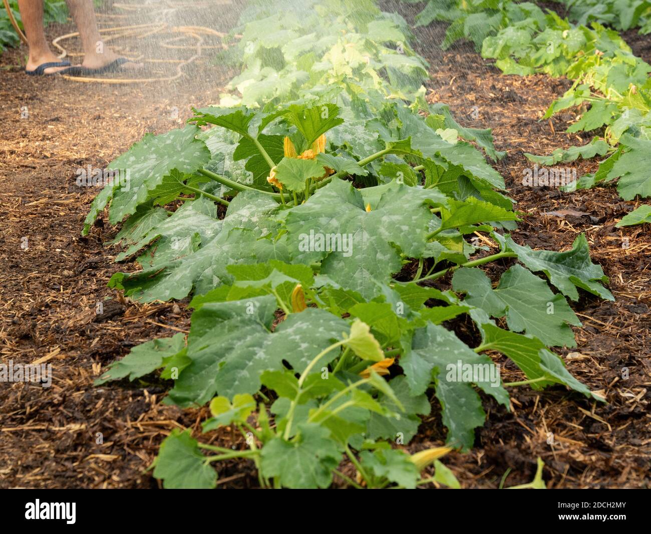 Des courgettes organiques arrosées Banque D'Images