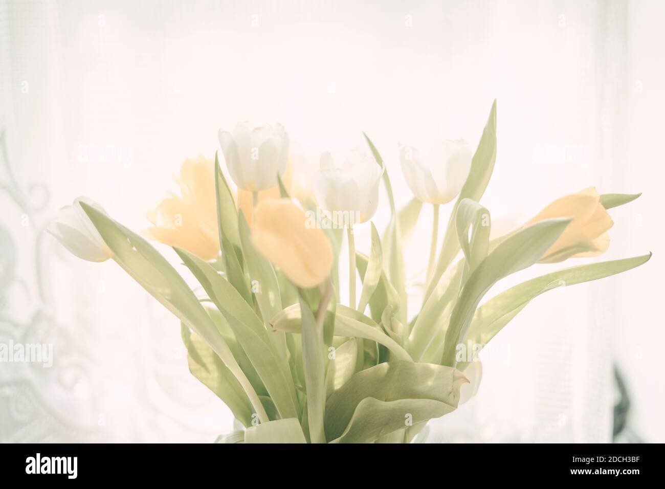 beau bouquet de tulipes tiges vertes fleur jaune et blanche bourgeons Banque D'Images