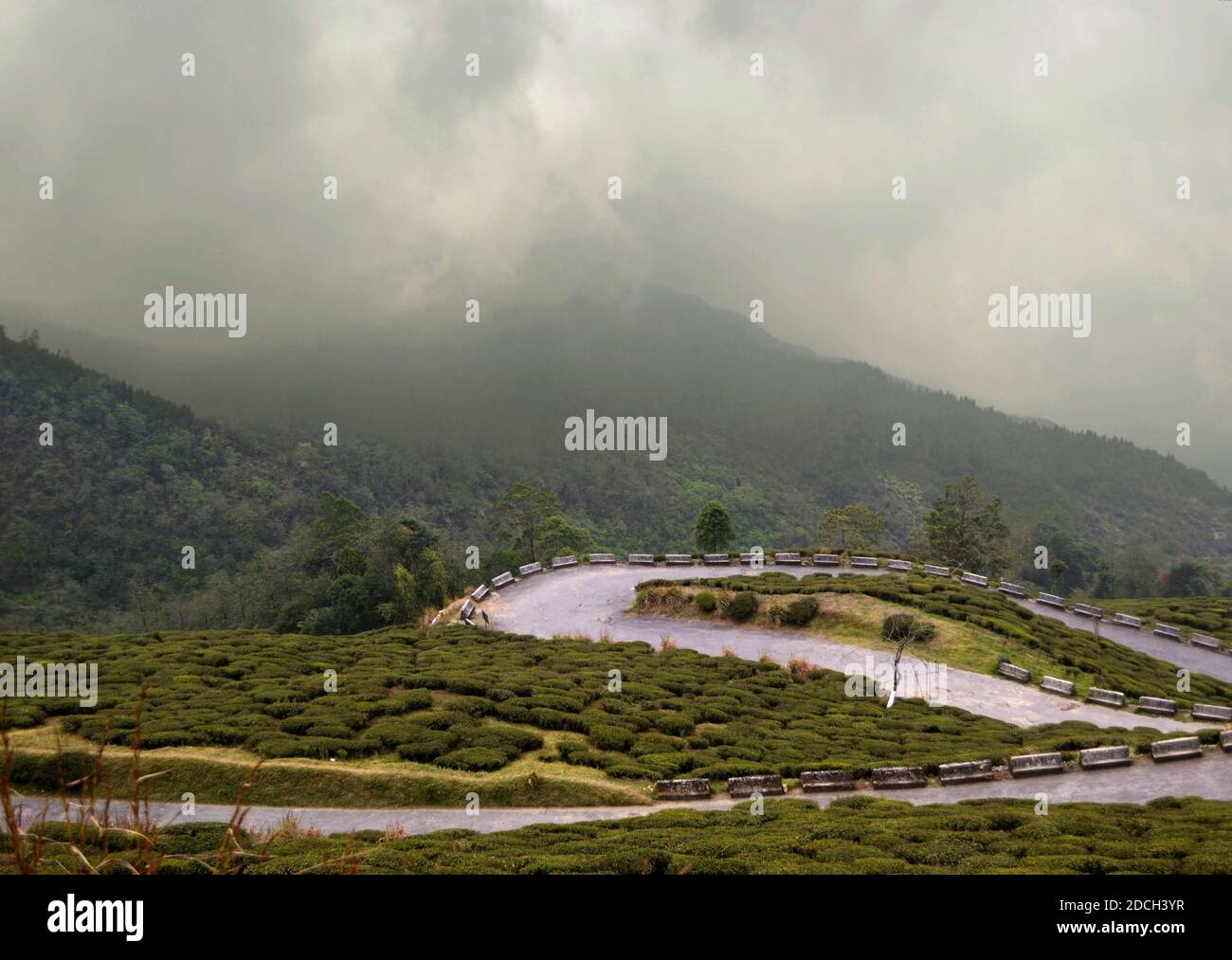 Route de montagne courbée à travers les plantations de thé de Darjeeling. Route sinueuse dans les montagnes., Inde Banque D'Images