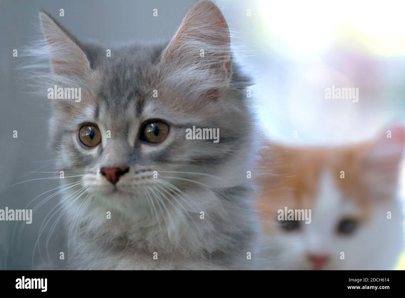Chaton gris, doux et mignon Banque D'Images