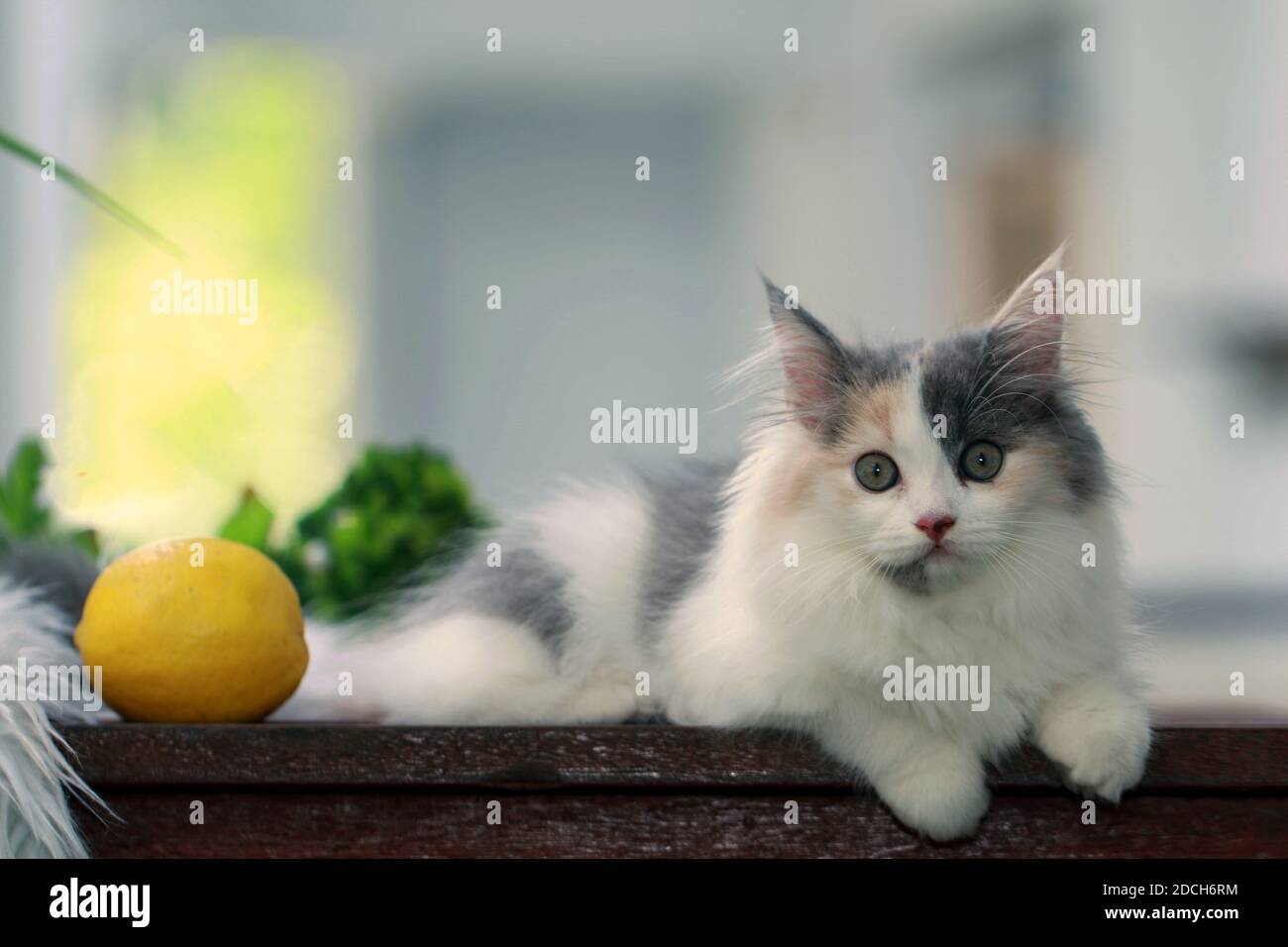 Chat chaton et cheveux longs, grands yeux Banque D'Images