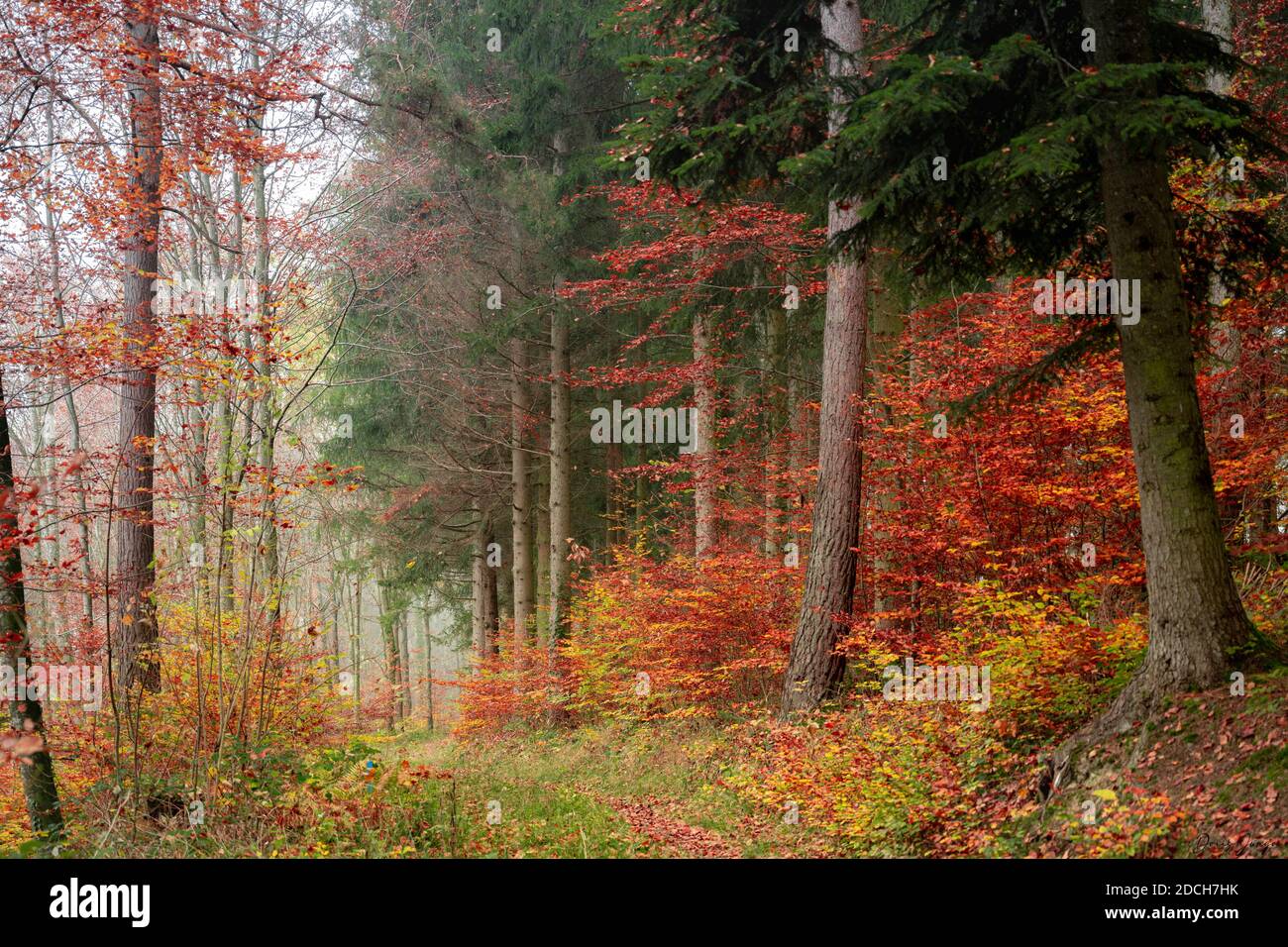 Souvent, je vais faire une promenade dans la forêt. Il se montre différemment à chaque fois. Le soleil le habille à sa façon et à chaque fois C'est merveilleux. Banque D'Images