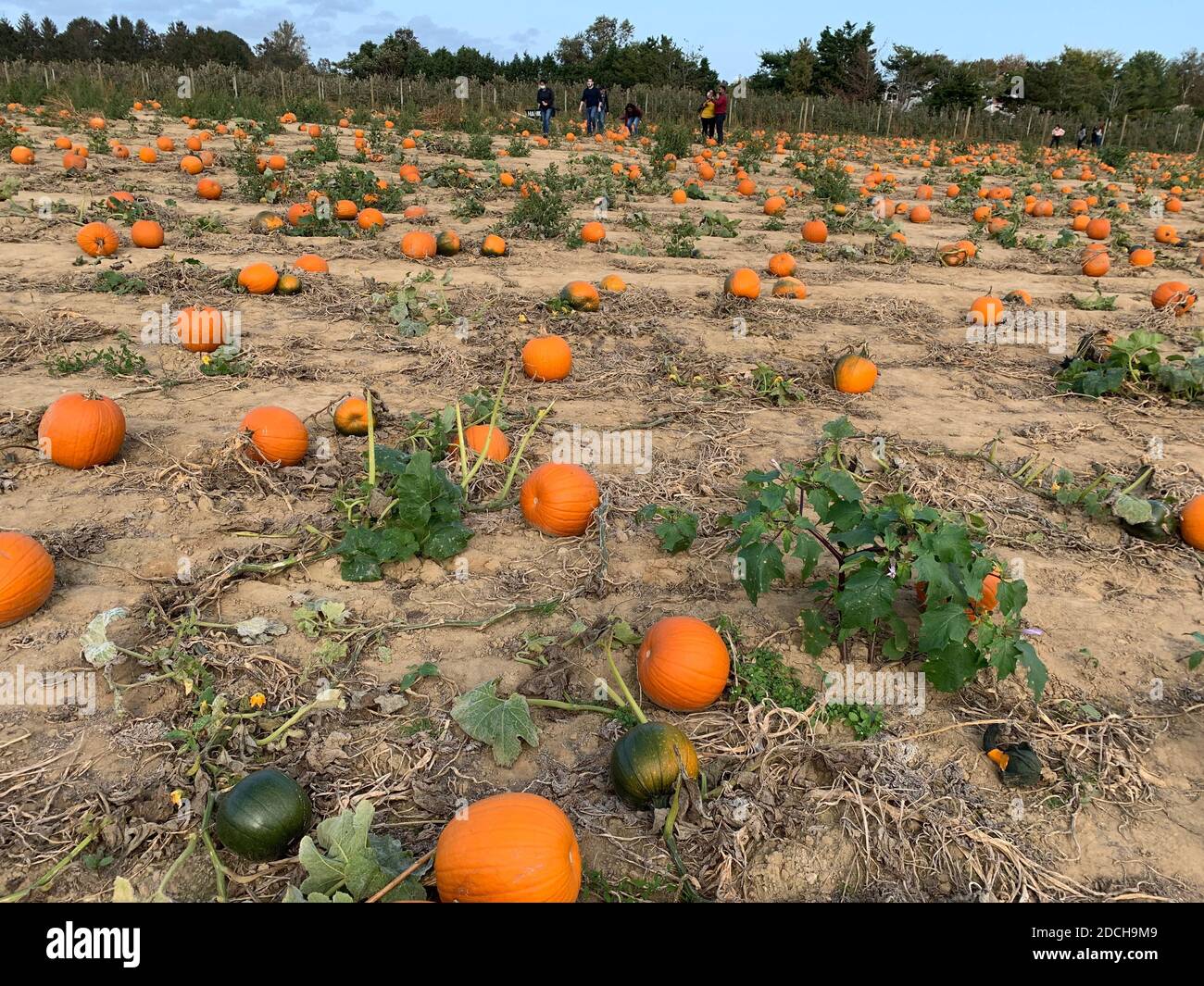 Citrouilles à motif aléatoire dans un timbre de citrouille Banque D'Images