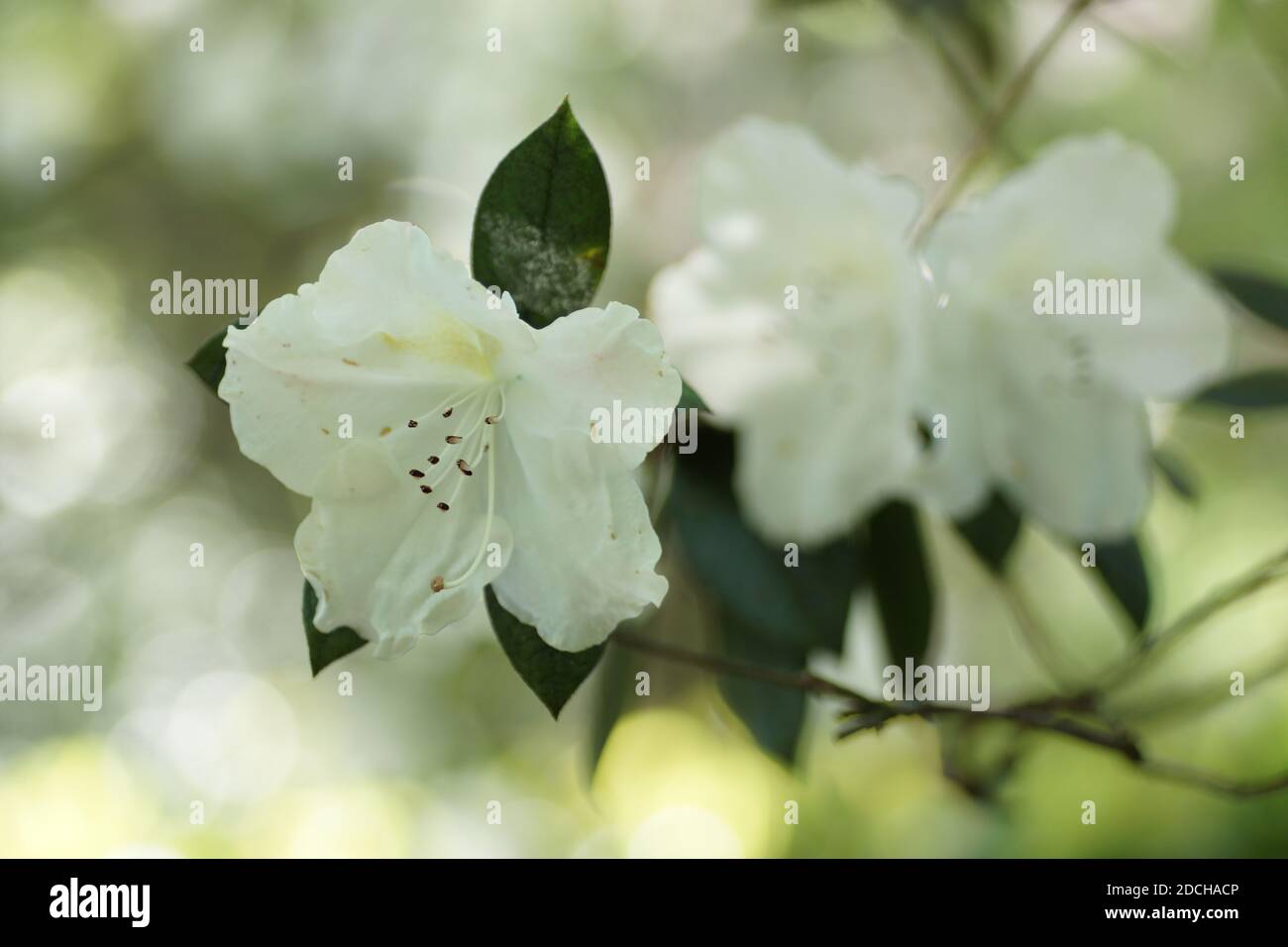 Rhododendron à fleurs blanches Banque D'Images
