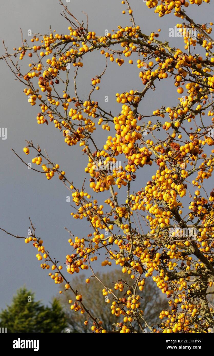 Moira, Comté en bas, Irlande du Nord. 21 novembre 2020. Météo au Royaume-Uni - une journée légèrement plus douce avec une brise du sud-ouest apportant quelques averses lourdes pour gâcher le soleil d'automne. Soleil d'automne sur le crabe jaune pommier - crabe à fleurs de malus - avec les petites pommes jaunes sur fond de ciel gris. Crédit : CAZIMB/Alamy Live News. Banque D'Images